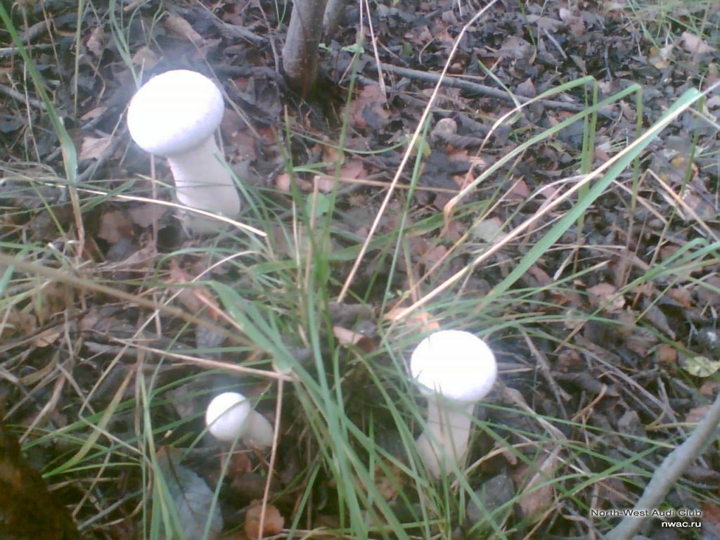 Чудо грибы