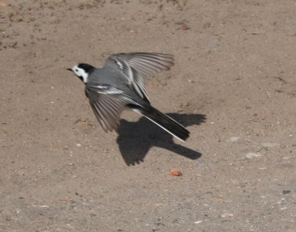 НовгородМай2007_046_1.jpg