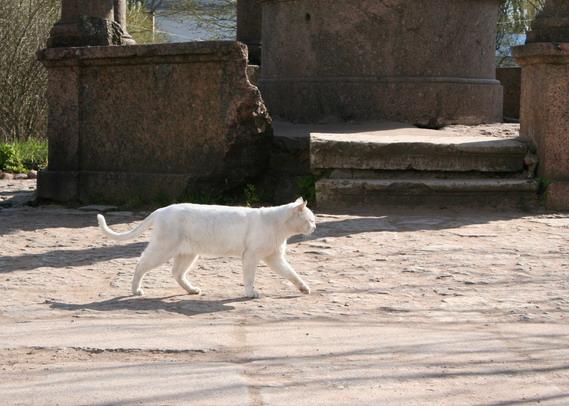 НовгородМай2007_062_1.jpg