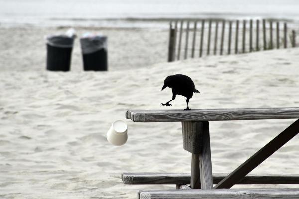 Crow.jpg